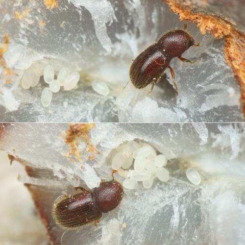 Coccotrypes dactyliperda